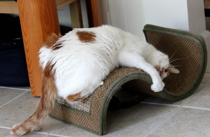 Как отучить кошку царапать мебель. Статьи про мебель на сайте интернет  магазина — ПРОЕКТ МЕБЕЛЬ | магазин мебели в Мценске